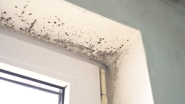 Why You Should Choose Our Mold Remediation Services in Greencastle, PA